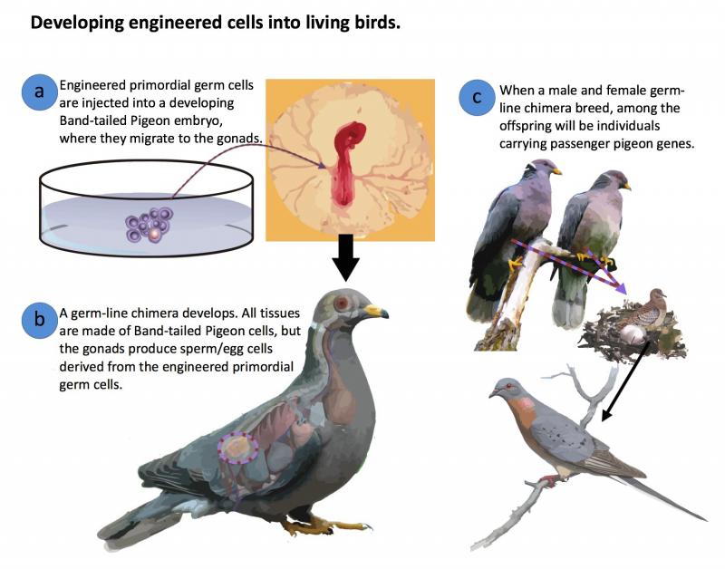 Can a Pigeon Build a Streetwear Empire: The Fascinating Story of Staple Pigeon