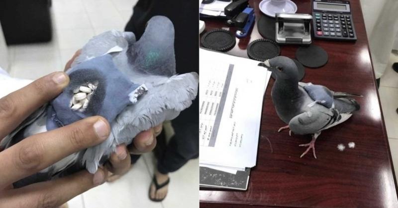Can a Pigeon Build a Streetwear Empire: The Fascinating Story of Staple Pigeon