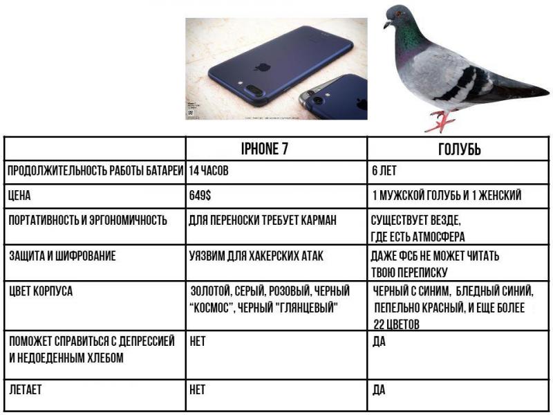 Can a Pigeon Build a Streetwear Empire: The Fascinating Story of Staple Pigeon