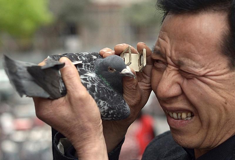 Can a Pigeon Build a Streetwear Empire: The Fascinating Story of Staple Pigeon