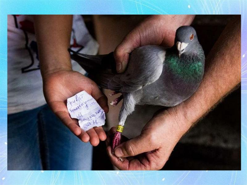 Can a Pigeon Build a Streetwear Empire: The Fascinating Story of Staple Pigeon