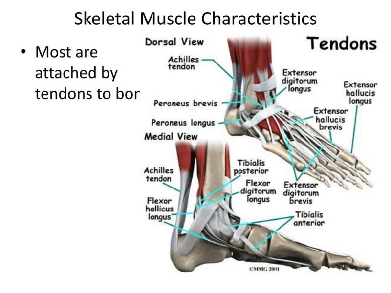 Can Ankle Injury Recovery Really Be Accelerated. Learn How Ankle Wraps Get You Back On Your Feet
