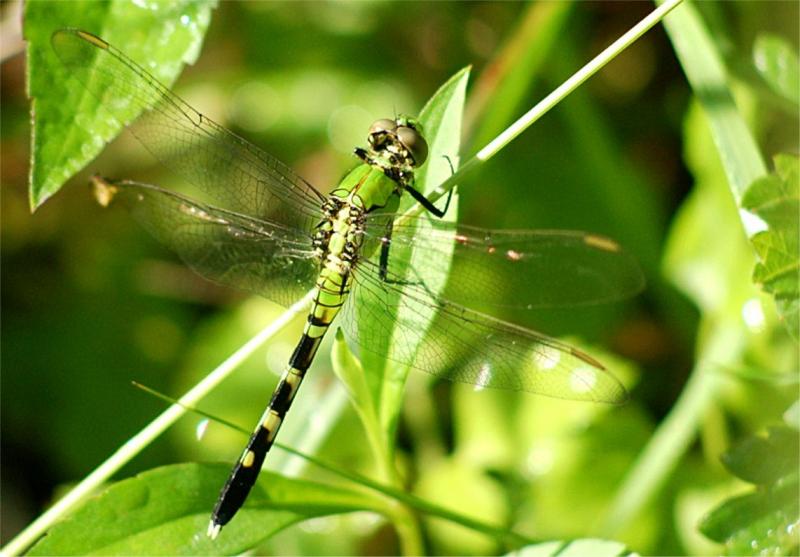 Can Dragonfly & Epoch Bring the Completest Experience Yet: Discover How These New Virtual Companions Unlock Our Truest Selves
