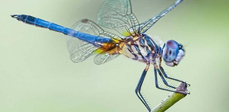 Can Dragonfly & Epoch Bring the Completest Experience Yet: Discover How These New Virtual Companions Unlock Our Truest Selves