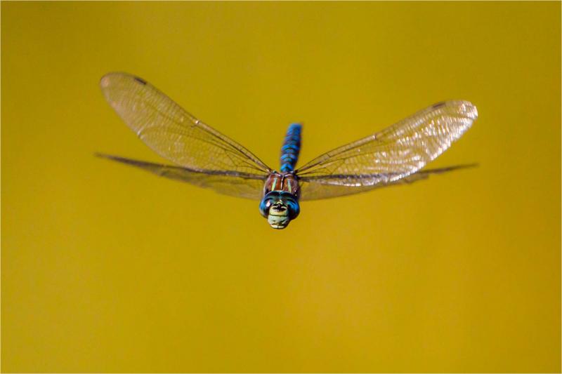 Can Dragonfly & Epoch Bring the Completest Experience Yet: Discover How These New Virtual Companions Unlock Our Truest Selves