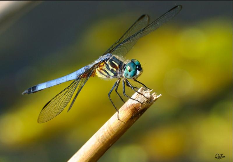 Can Dragonfly & Epoch Bring the Completest Experience Yet: Discover How These New Virtual Companions Unlock Our Truest Selves