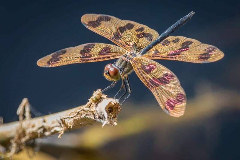 Can Dragonfly & Epoch Bring the Completest Experience Yet: Discover How These New Virtual Companions Unlock Our Truest Selves