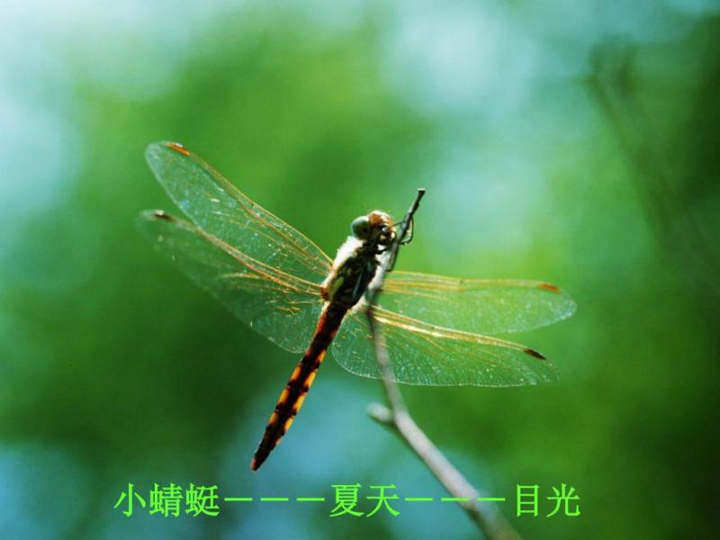 Can Dragonfly & Epoch Bring the Completest Experience Yet: Discover How These New Virtual Companions Unlock Our Truest Selves