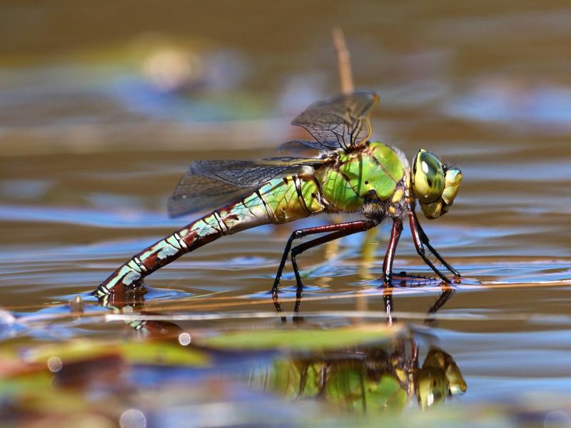 Can Dragonfly & Epoch Bring the Completest Experience Yet: Discover How These New Virtual Companions Unlock Our Truest Selves