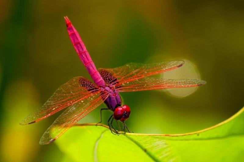 Can Dragonfly & Epoch Bring the Completest Experience Yet: Discover How These New Virtual Companions Unlock Our Truest Selves