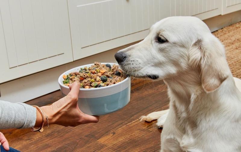 Can This Yeti Bowl Keep Your Dog