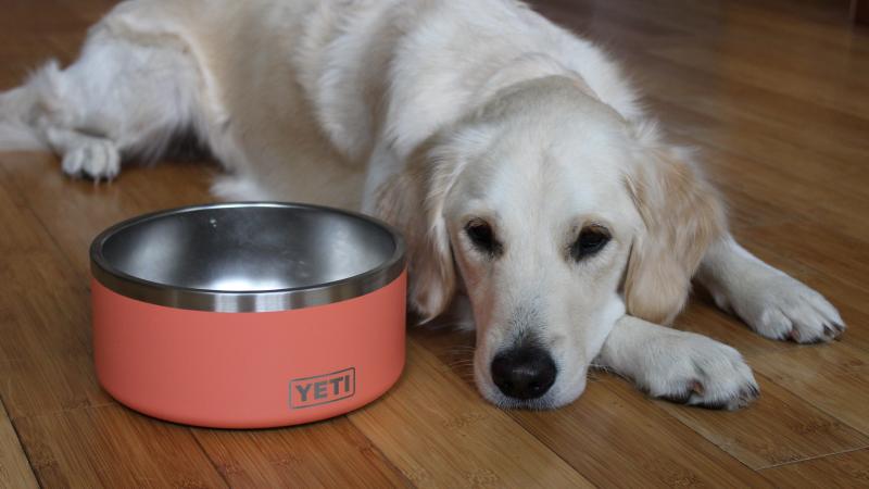 Can This Yeti Bowl Keep Your Dog