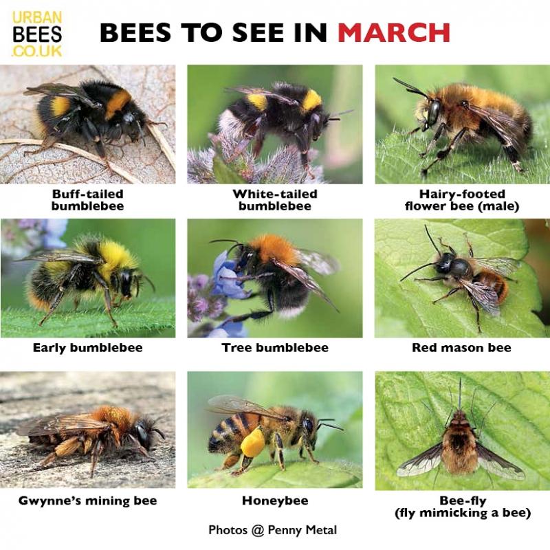 Can Urban Beekeeping Be Both Safe and Rewarding: The Complete Guide to Keeping Bees in the City