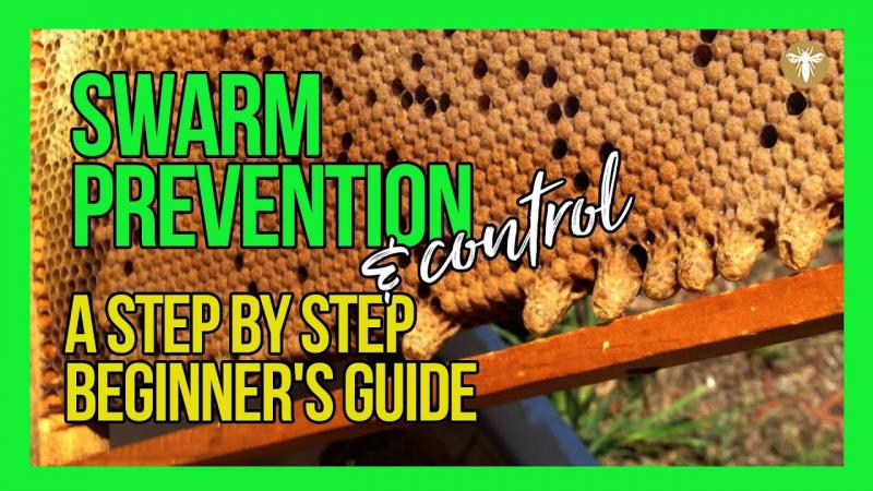 Can Urban Beekeeping Be Both Safe and Rewarding: The Complete Guide to Keeping Bees in the City