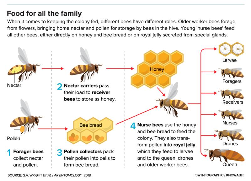 Can Urban Beekeeping Be Both Safe and Rewarding: The Complete Guide to Keeping Bees in the City