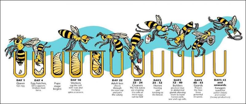Can Urban Beekeeping Be Both Safe and Rewarding: The Complete Guide to Keeping Bees in the City