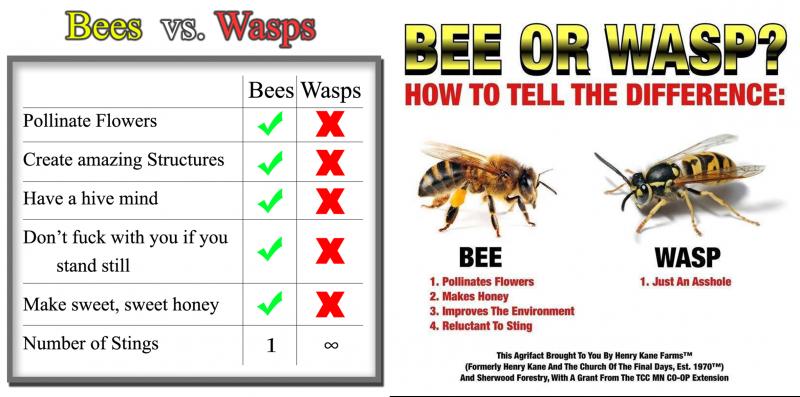 Can Urban Beekeeping Be Both Safe and Rewarding: The Complete Guide to Keeping Bees in the City