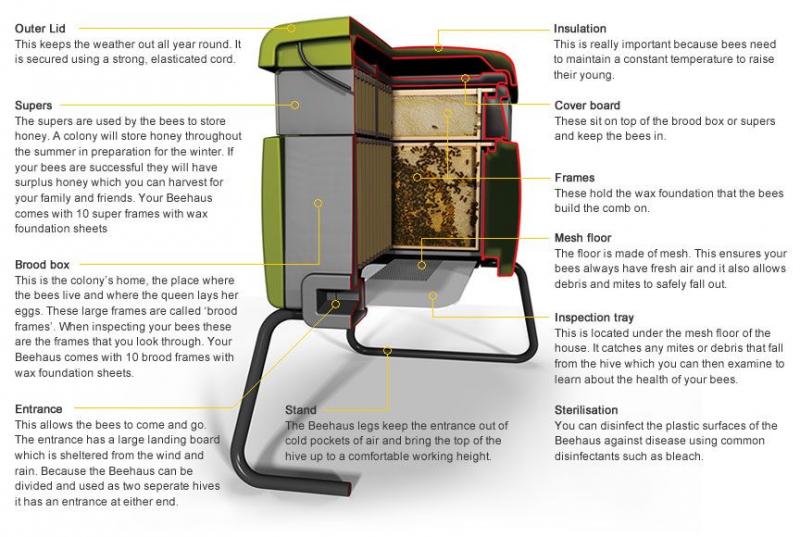 Can Urban Beekeeping Be Both Safe and Rewarding: The Complete Guide to Keeping Bees in the City