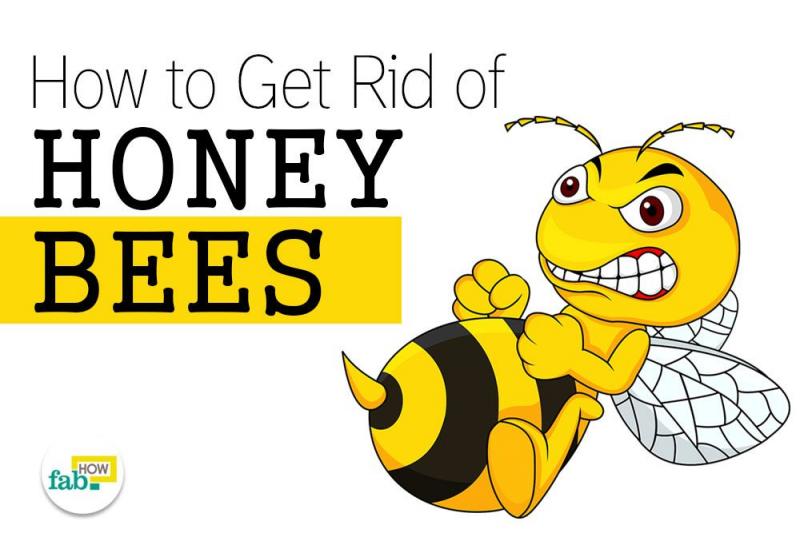 Can Urban Beekeeping Be Both Safe and Rewarding: The Complete Guide to Keeping Bees in the City