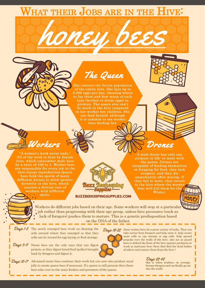 Can Urban Beekeeping Be Both Safe and Rewarding: The Complete Guide to Keeping Bees in the City