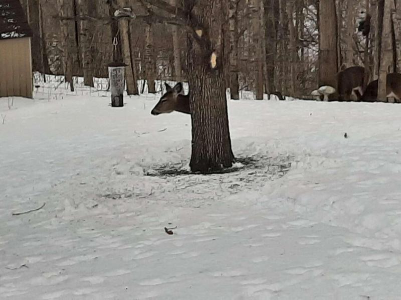 Could This Deer Attractant Be Deadly: The Shocking Truth About Big & J Deadly Dust