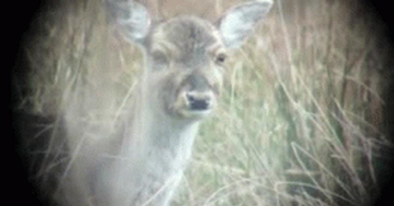 Could This Deer Attractant Be Deadly: The Shocking Truth About Big & J Deadly Dust