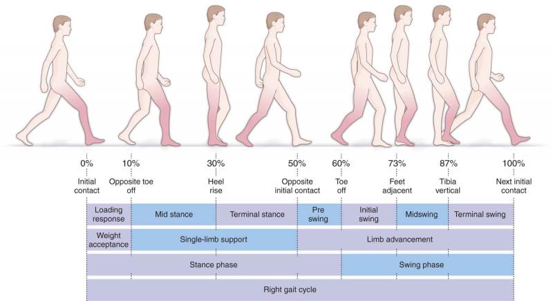 Could This Simple Device Improve Your Balance and Walking. The "Gait Draw" Explained