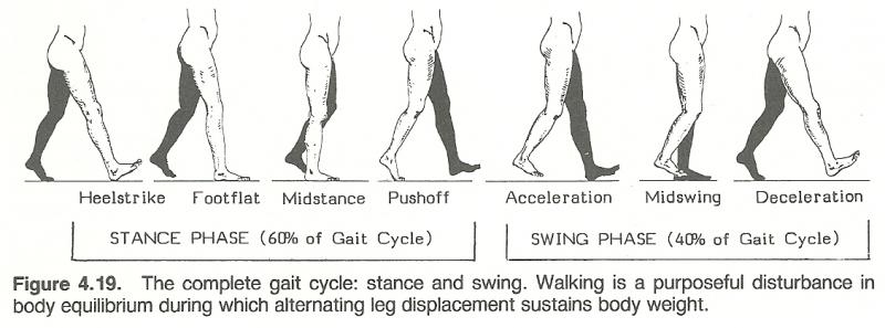 Could This Simple Device Improve Your Balance and Walking. The "Gait Draw" Explained