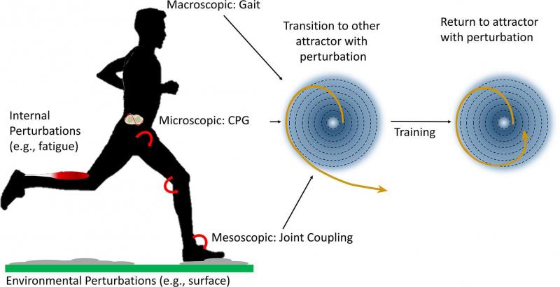 Could This Simple Device Improve Your Balance and Walking. The "Gait Draw" Explained