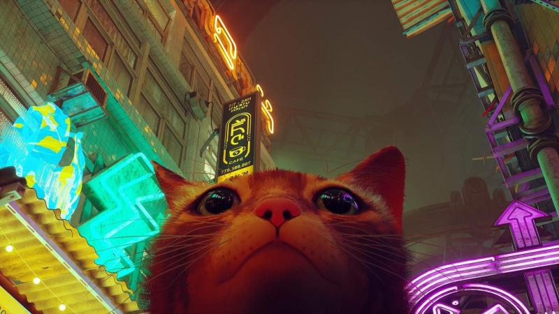 Could This Unusual Dartboard Be the Purrfect Game for Cat Lovers. Here