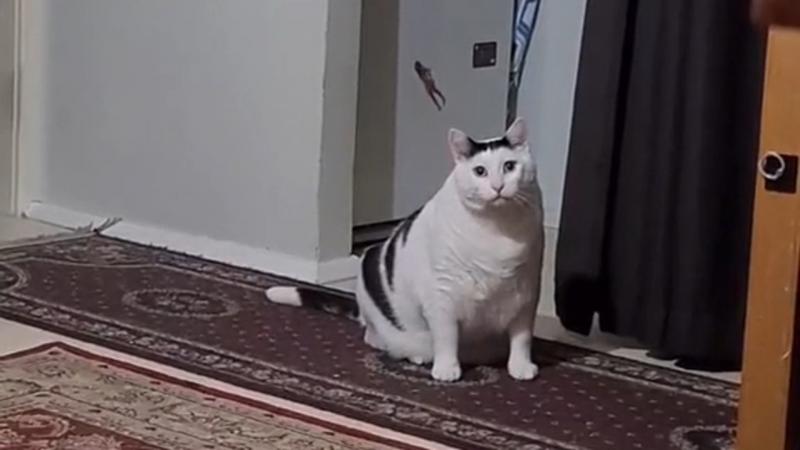 Could This Unusual Dartboard Be the Purrfect Game for Cat Lovers. Here