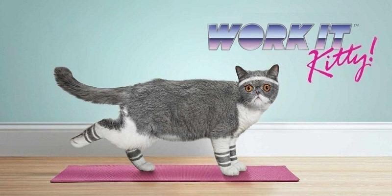Could This Unusual Dartboard Be the Purrfect Game for Cat Lovers. Here