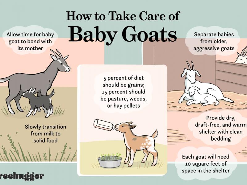 Curious About Goat Socks in the U.S.. Here