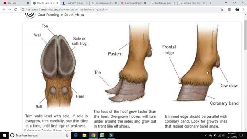 Curious About Goat Socks in the U.S.. Here