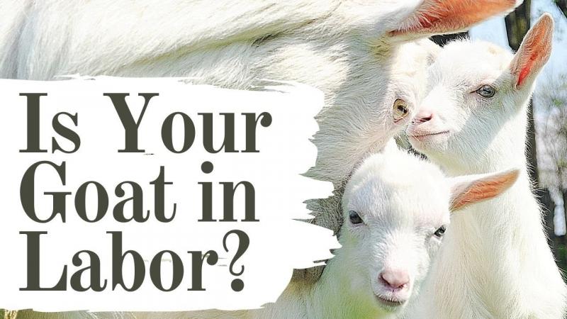 Curious About Goat Socks in the U.S.. Here