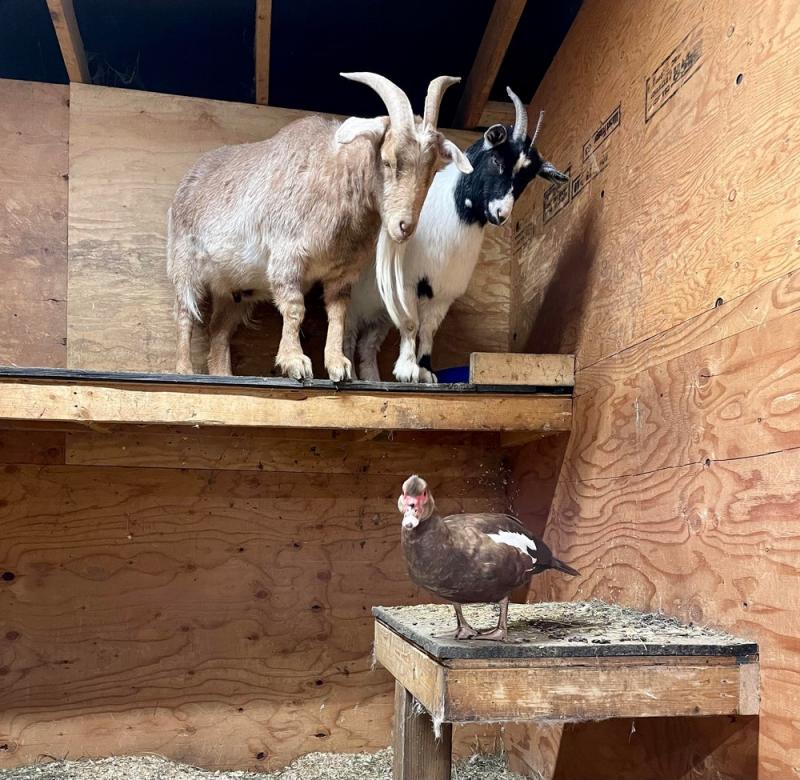 Curious About Goat Socks in the U.S.. Here