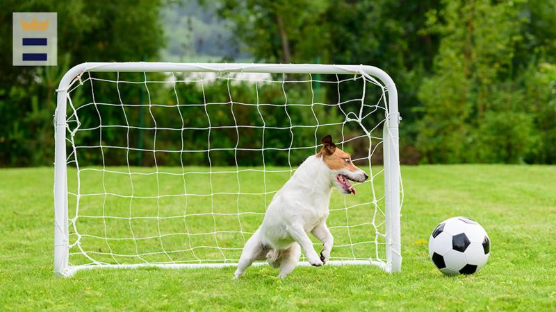 Curious About Portable Lacrosse Goals: Discover The Best Goals For Your Backyard In 2023