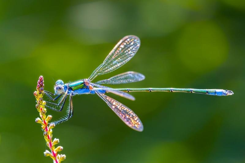 Discover the 15 Best Dragonfly Shaft Identification Tips: Unlock the Secrets to Identifying Dragonflies in 2023