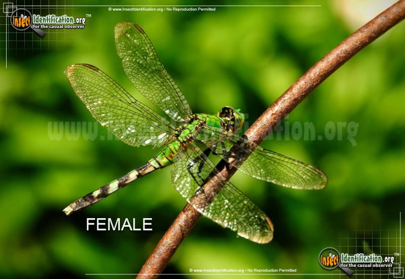 Discover the 15 Best Dragonfly Shaft Identification Tips: Unlock the Secrets to Identifying Dragonflies in 2023