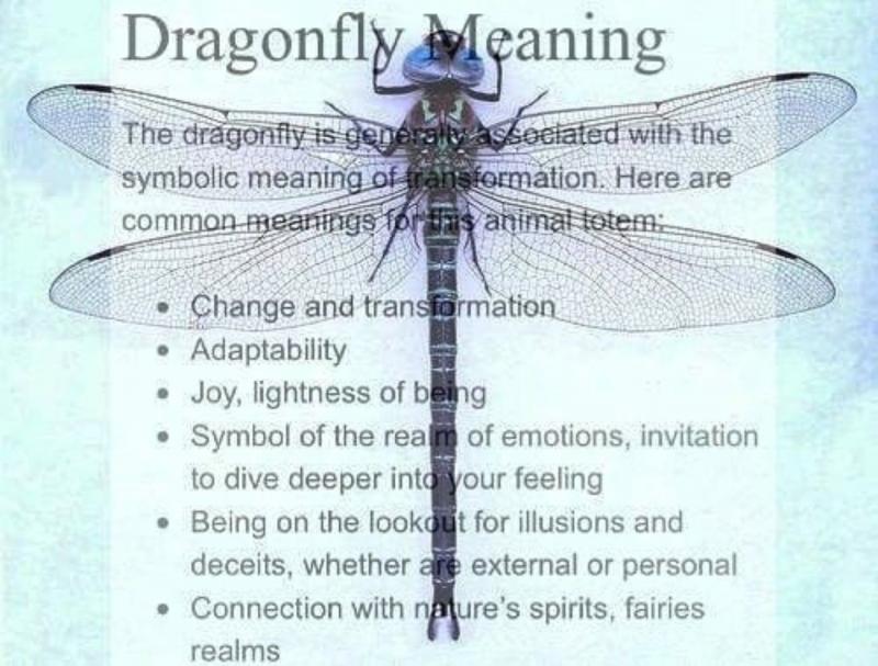 Discover the 15 Best Dragonfly Shaft Identification Tips: Unlock the Secrets to Identifying Dragonflies in 2023