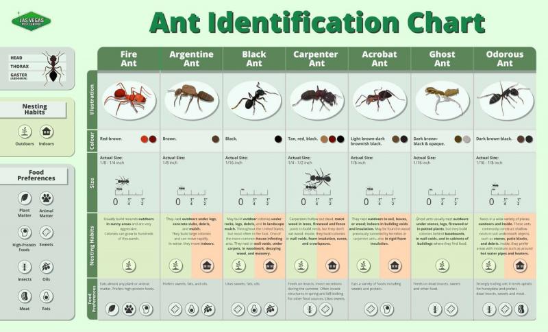 Discover the 15 Best Dragonfly Shaft Identification Tips: Unlock the Secrets to Identifying Dragonflies in 2023