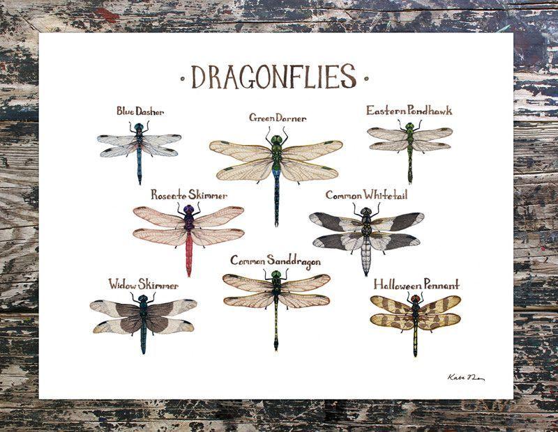 Discover the 15 Best Dragonfly Shaft Identification Tips: Unlock the Secrets to Identifying Dragonflies in 2023
