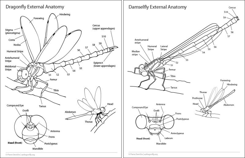 Discover the 15 Best Dragonfly Shaft Identification Tips: Unlock the Secrets to Identifying Dragonflies in 2023