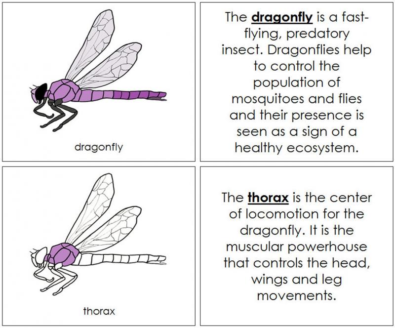 Discover the 15 Best Dragonfly Shaft Identification Tips: Unlock the Secrets to Identifying Dragonflies in 2023