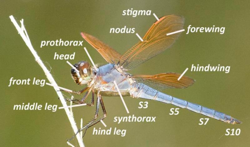Discover the 15 Best Dragonfly Shaft Identification Tips: Unlock the Secrets to Identifying Dragonflies in 2023