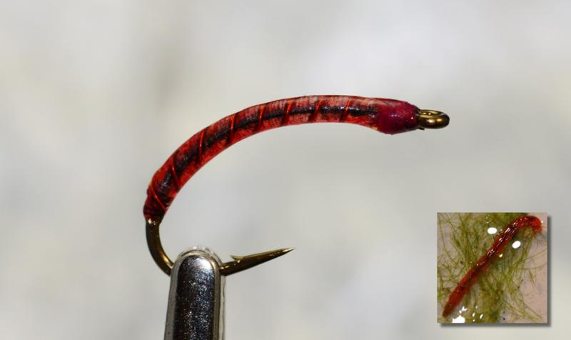 Do These Gulp Bloodworms Work: How To Catch More Fish Using Bloodworms For Bait