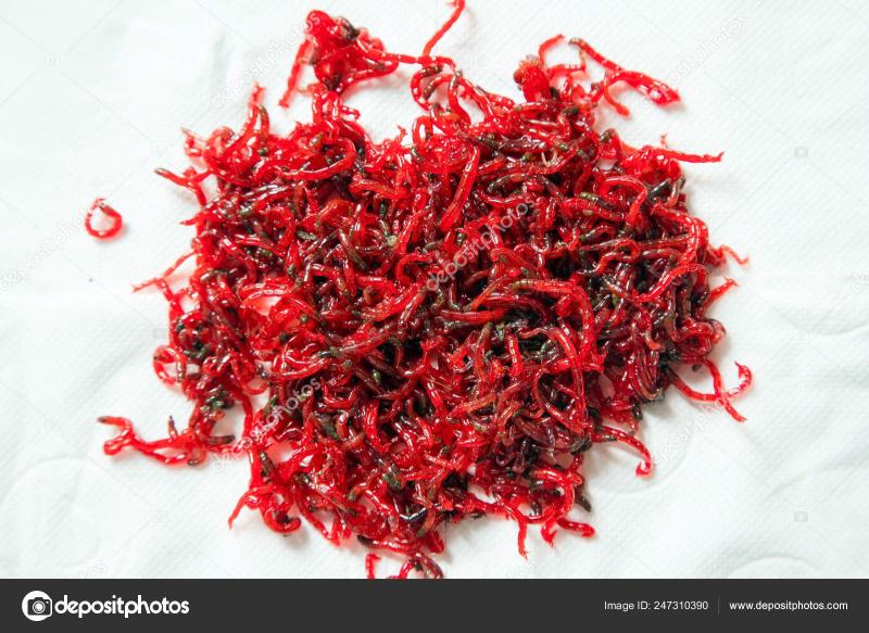 Do These Gulp Bloodworms Work: How To Catch More Fish Using Bloodworms For Bait