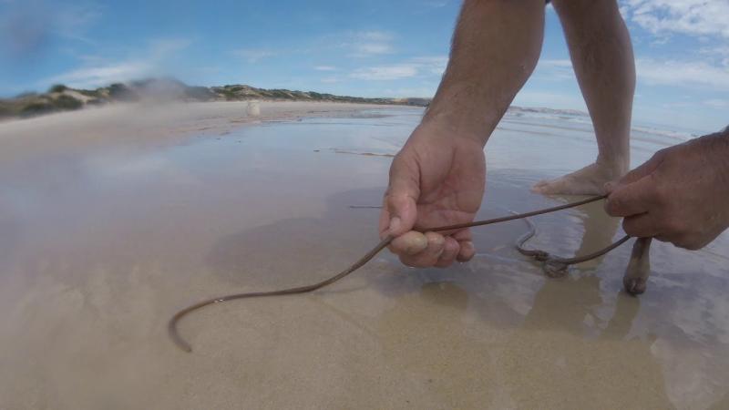 Do These Gulp Bloodworms Work: How To Catch More Fish Using Bloodworms For Bait