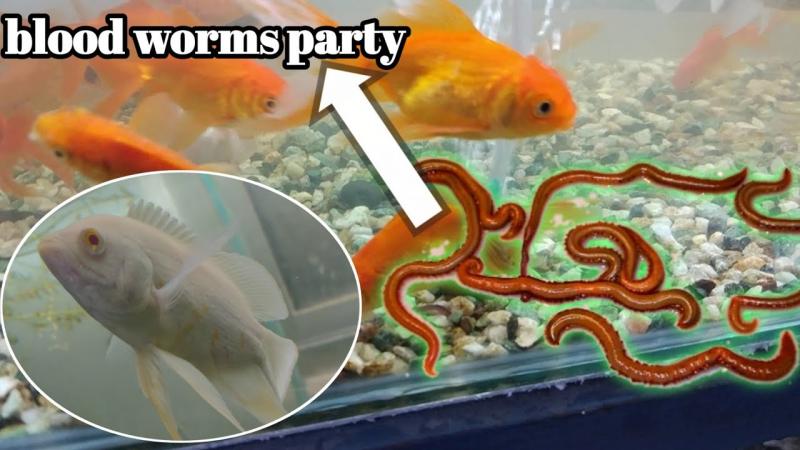 Do These Gulp Bloodworms Work: How To Catch More Fish Using Bloodworms For Bait