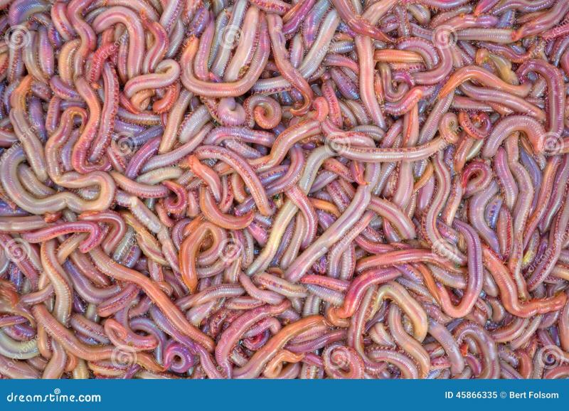 Do These Gulp Bloodworms Work: How To Catch More Fish Using Bloodworms For Bait